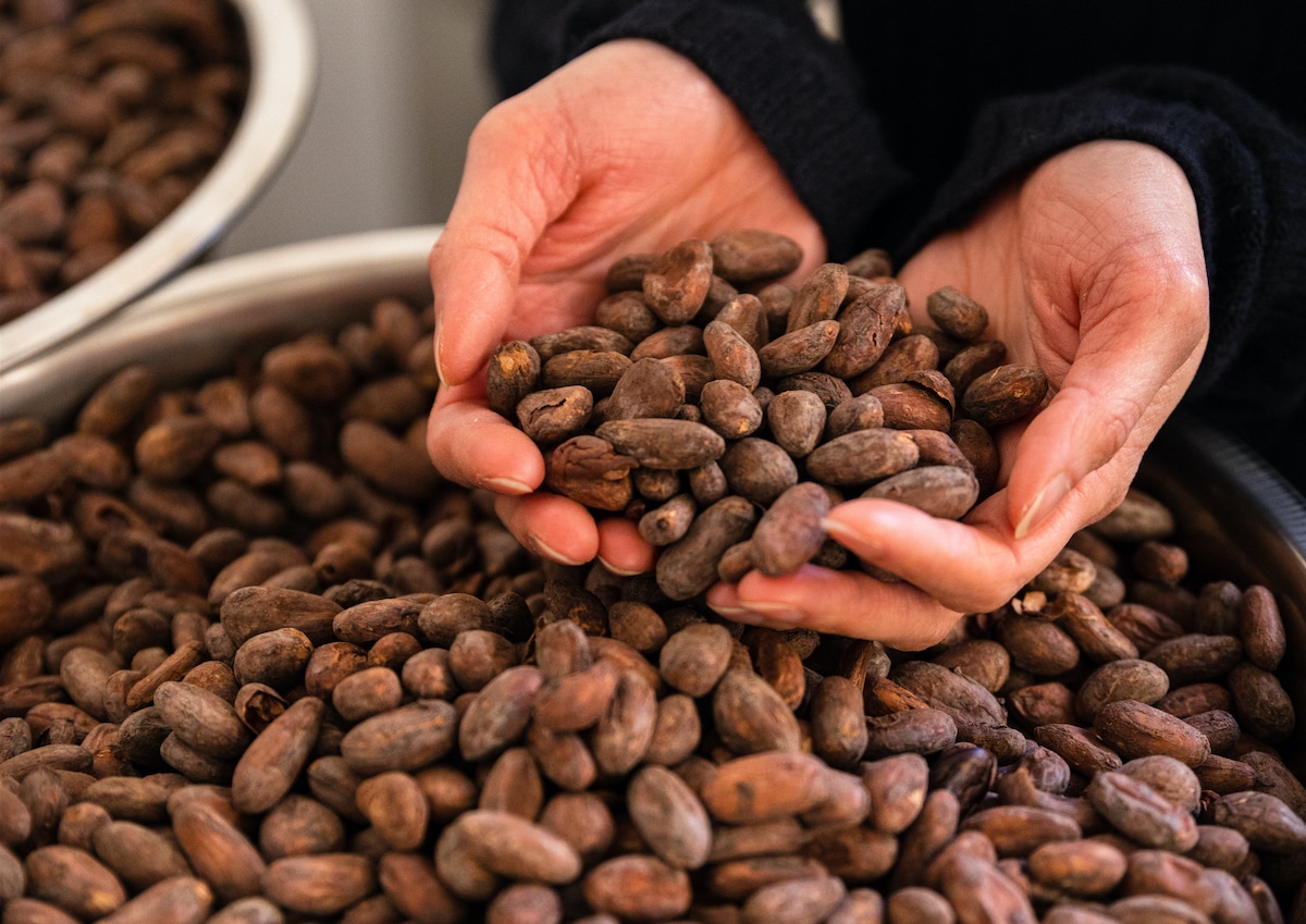 A close up of a handful of cacao beans above a large container full of cacao beans. 